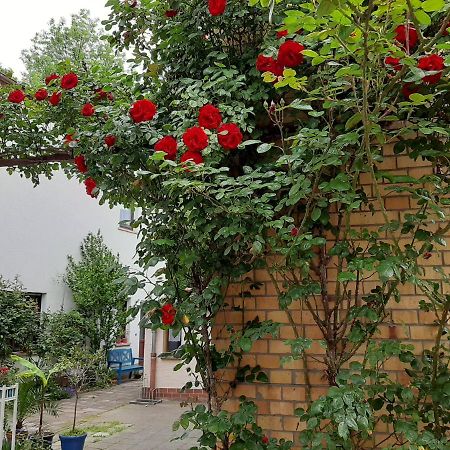 Fewo Rosenbluete Am Stadtpark Wittenberg Eksteriør bilde