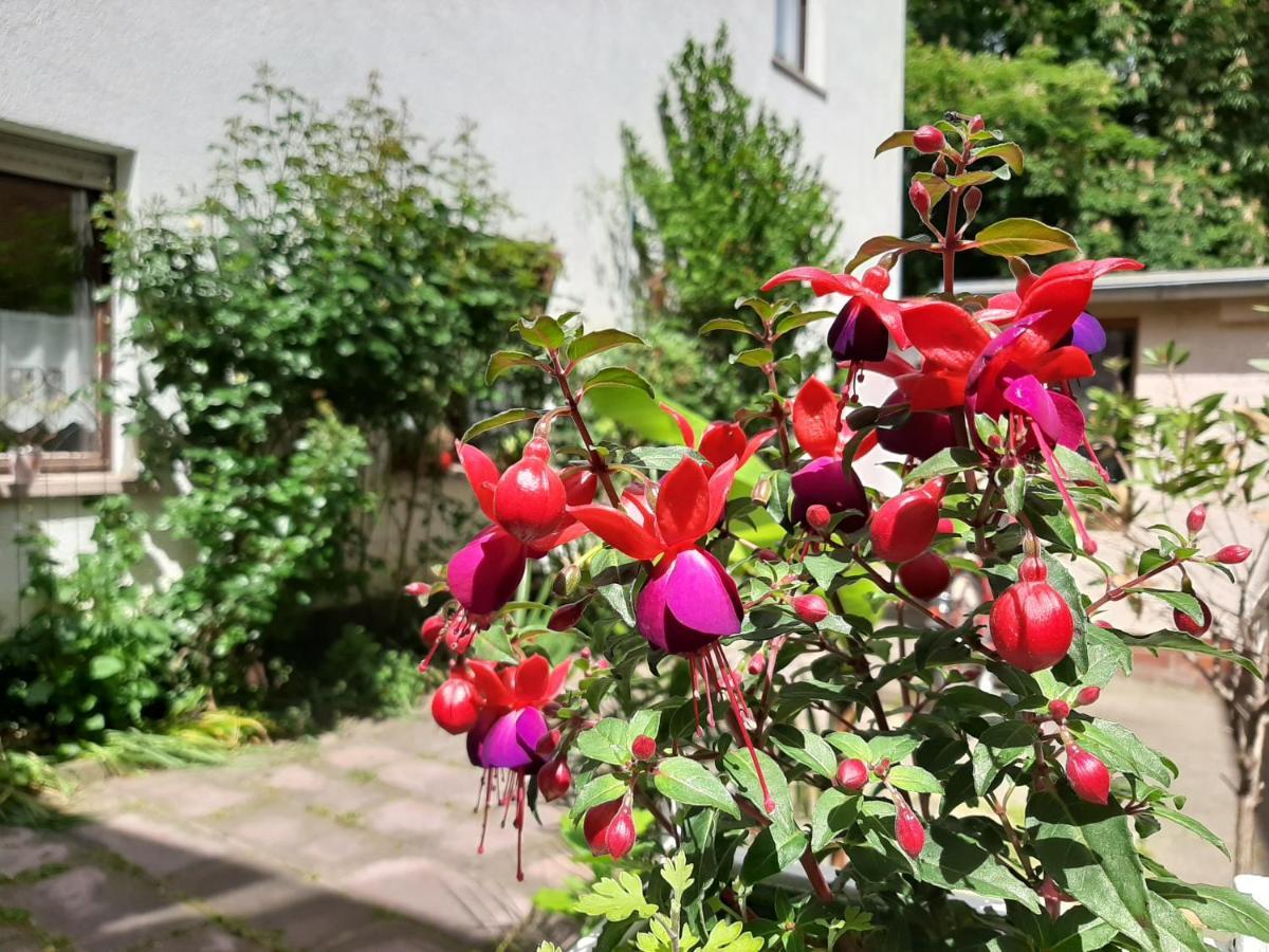 Fewo Rosenbluete Am Stadtpark Wittenberg Eksteriør bilde